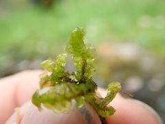 Scapania undulata