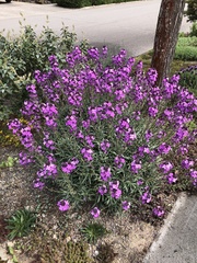 Erysimum linifolium