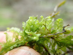 Scapania undulata