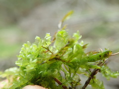 Scapania undulata