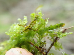 Scapania undulata