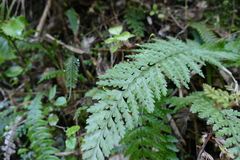 Asplenium bulbiferum x a flaccidum