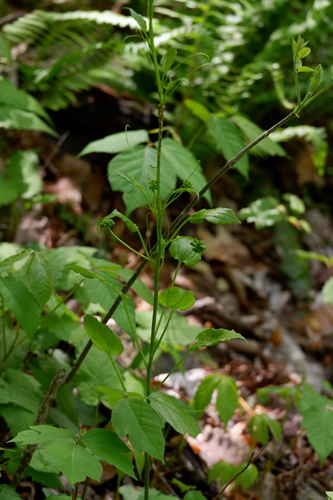 Image of Smilax pulverulenta by (c) Bonnie Semmling, some rights reserved (CC BY)