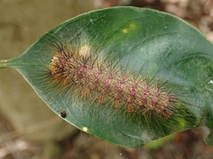 Lymantria xylina