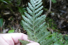 Asplenium bulbiferum x a flaccidum