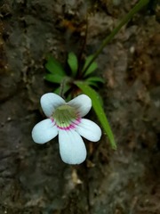 Pinguicula robertiana