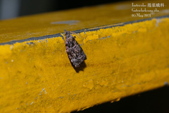 Gatesclarkeana idia