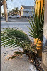 Washingtonia robusta