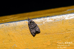Gatesclarkeana idia