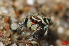 Habronattus cambridgei
