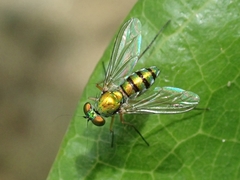 Chrysosoma globiferum