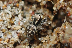 Habronattus cambridgei