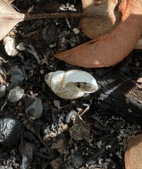 Bothriembryon brazieri