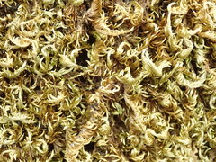 Homalothecium aureum