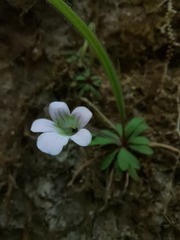 Pinguicula robertiana