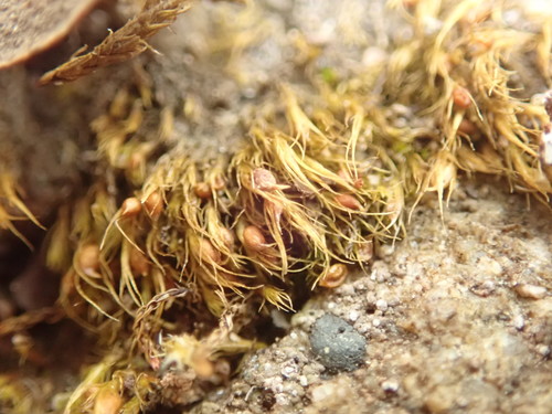 Image of Pleuridium acuminatum by no rights reserved
