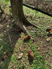 Artocarpus heterophyllus