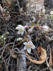 Jarilla heterophylla