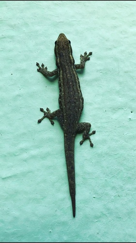 Common Dwarf Gecko