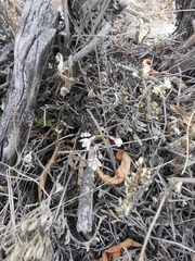 Jarilla heterophylla