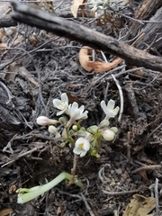 Jarilla heterophylla