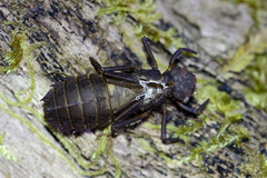 Austrocordulia refracta