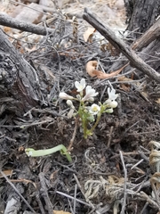 Jarilla heterophylla