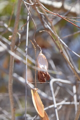 Pristimera celastroides