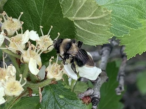 Transnigra miner bee