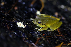 Ranoidea lesueuri