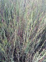 Baccharis juncea