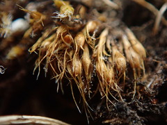 Pleuridium acuminatum