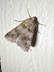 Drasteria ingeniculata