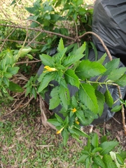 Turnera ulmifolia