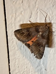 Drasteria ingeniculata