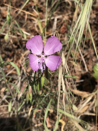 Dudley's clarkia (Clarkia dudleyana)