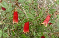 Correa reflexa scabridula