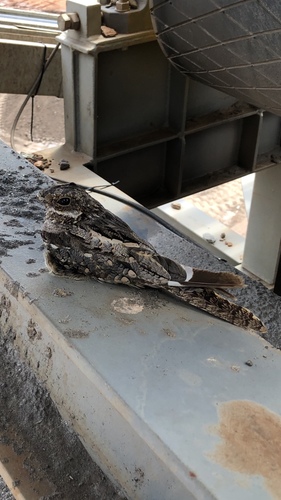 Square-tailed Nightjar (Caprimulgus fossii), photo 10