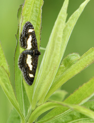 Heliomata infulata