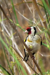 Carduelis carduelis