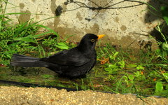 Turdus merula