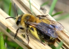 Andrena dunningi