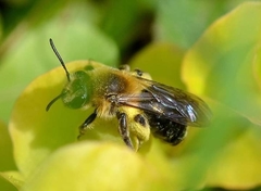 Andrena dunningi