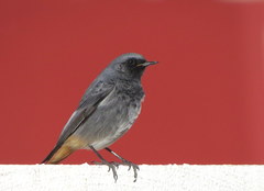 Phoenicurus ochruros