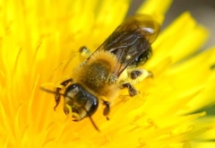 Andrena dunningi