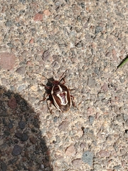 Perillus circumcinctus