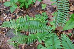 Taphrina polystichi