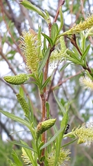 Salix interior