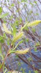 Salix interior