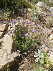 Campanula lingulata
